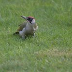DSC233479-DSC_4418.JPG